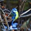 Зимовий облік птахів Побужжя та спостереження за ними у січні юних орнітологів Голосківського ліцею 