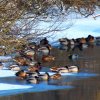 Зимовий облік птахів Побужжя та спостереження за ними у січні юних орнітологів Голосківського ліцею 